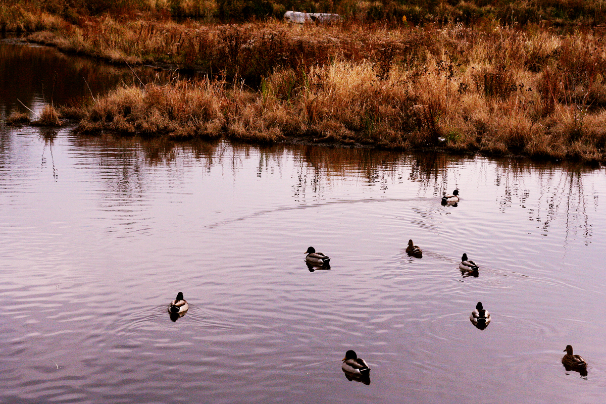 preserve-ducks-resized